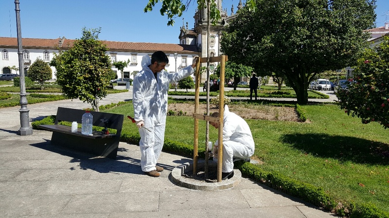 Ulmeiros da Praça da República