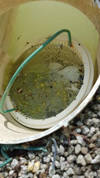 Vandalismo na Piscina Descoberta de Cavez