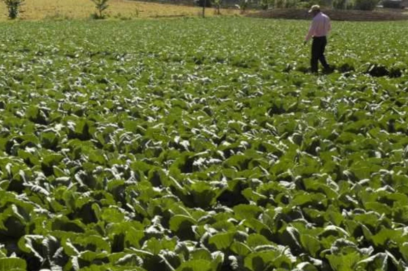 Leia mais sobre Recrutamente de entrevistadores para o Recenseamento Agrícola 2019