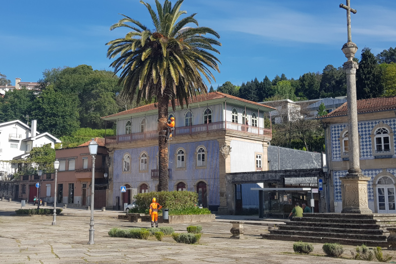 Leia mais sobre Intervenção fitossanitária na palmeira da Praça da República