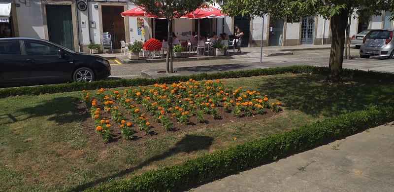 Novas plantas