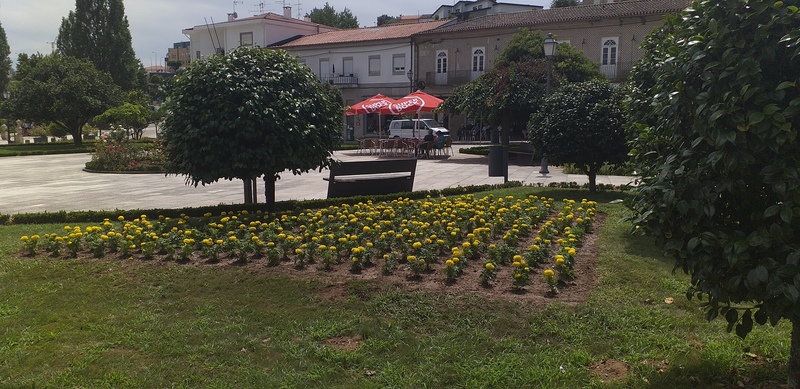 Novas plantas
