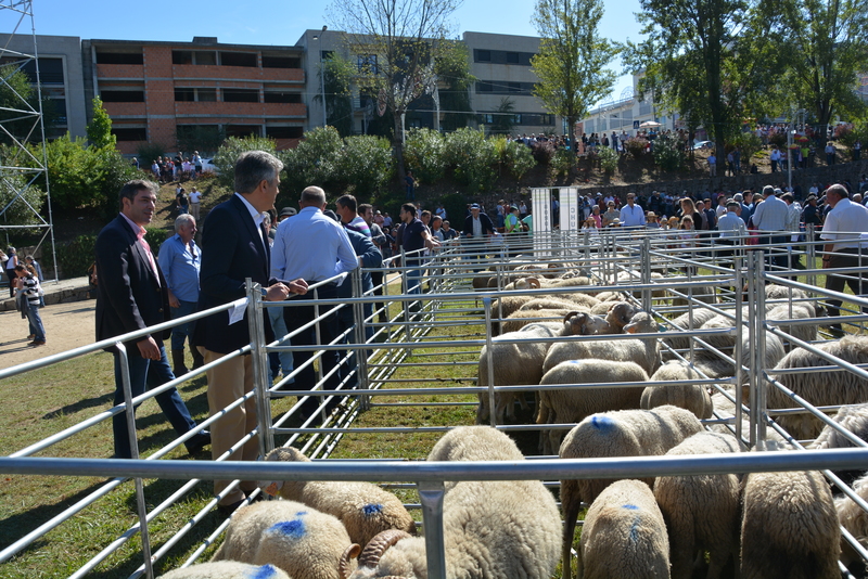 Festas de S. Miguel 2019 - Concurso Pecuário