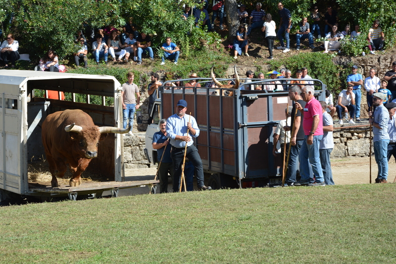 Festas de S. Miguel 2019 - Chegas de Bois