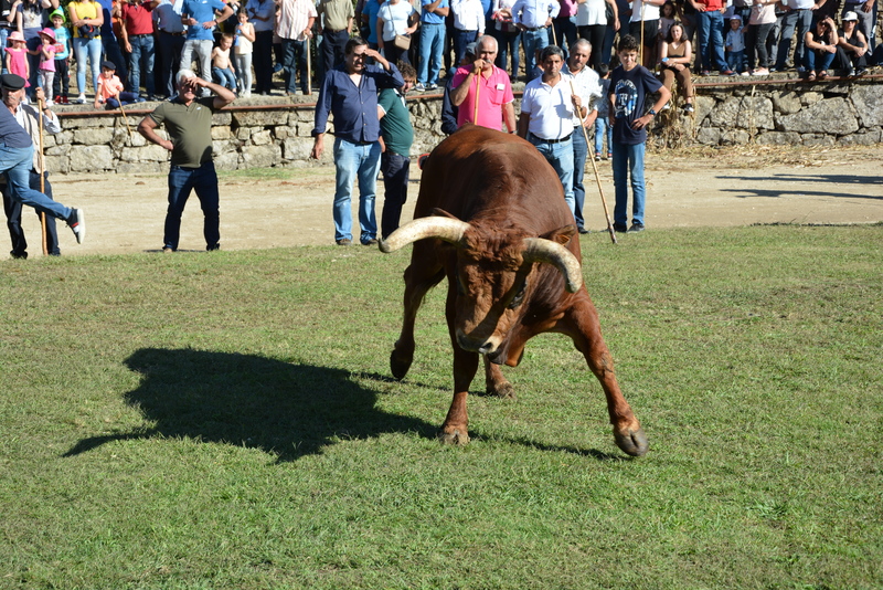 Chegas de Bois