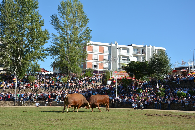 Chegas de Bois