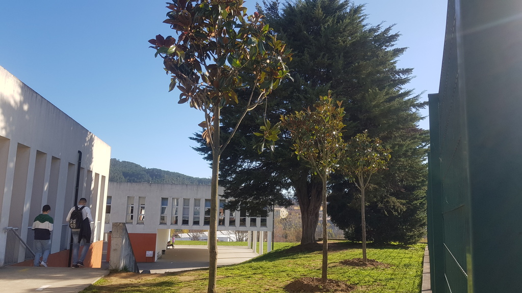 Plantação de árvores