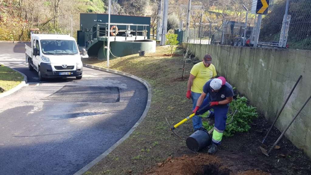 Plantação de árvores