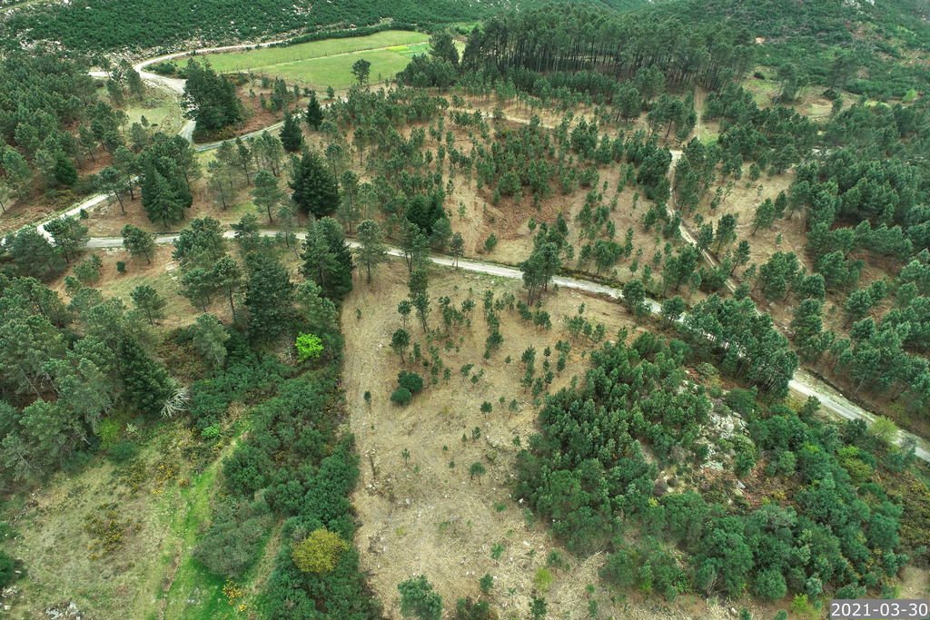 Espaços florestais recuperados