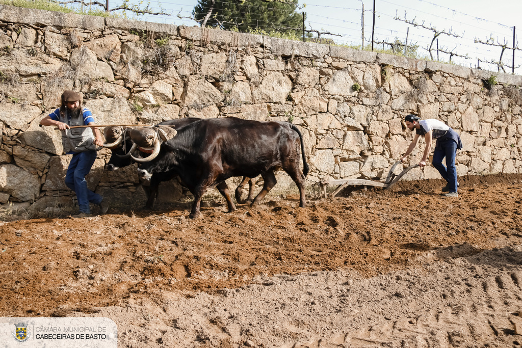 Lavoura tradicional