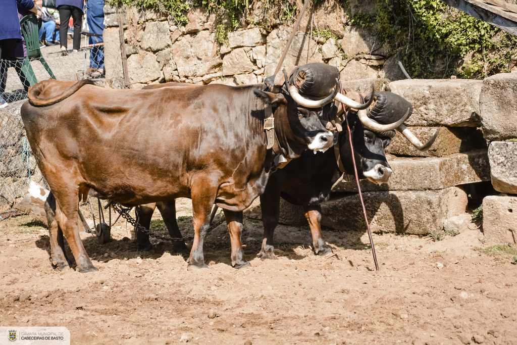 Lavoura Tradicional