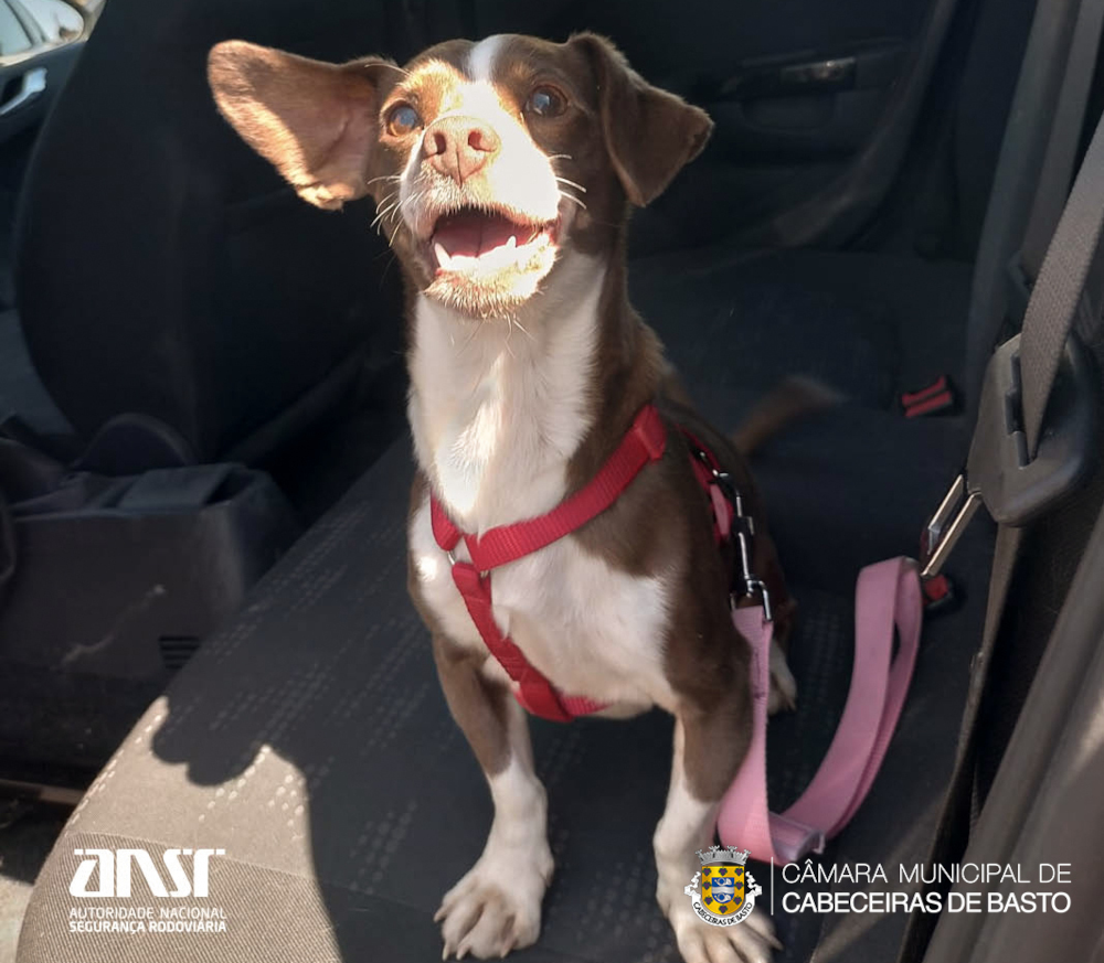 Campanha «Cinto-me vivo» arranca hoje