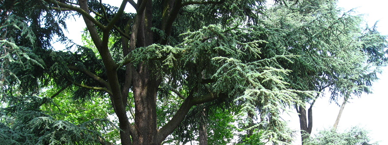 Cedro do Atlas