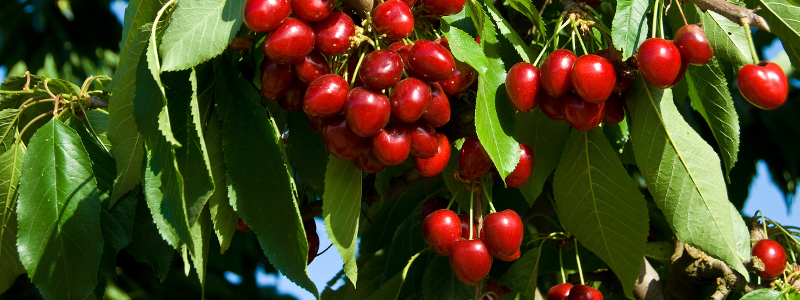 Cerejeira