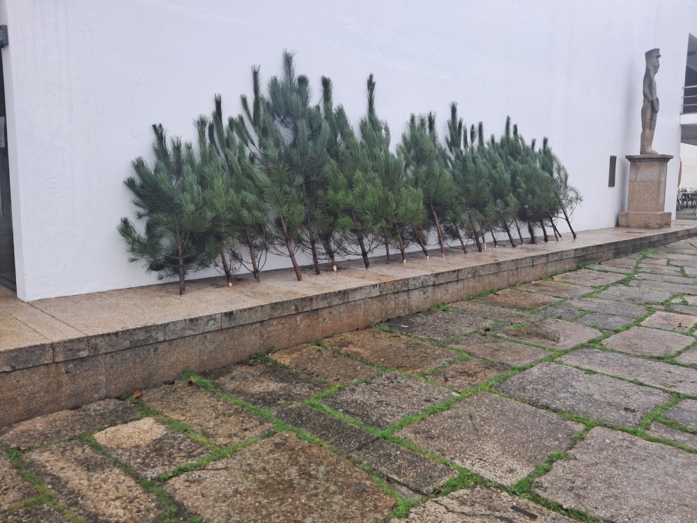 Oferta de Pinheiros de Natal