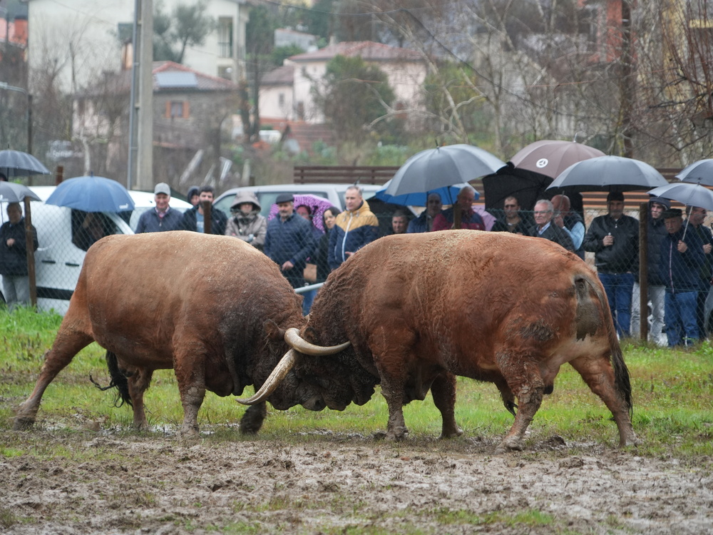 Festa da Orelheira e do Fumeiro