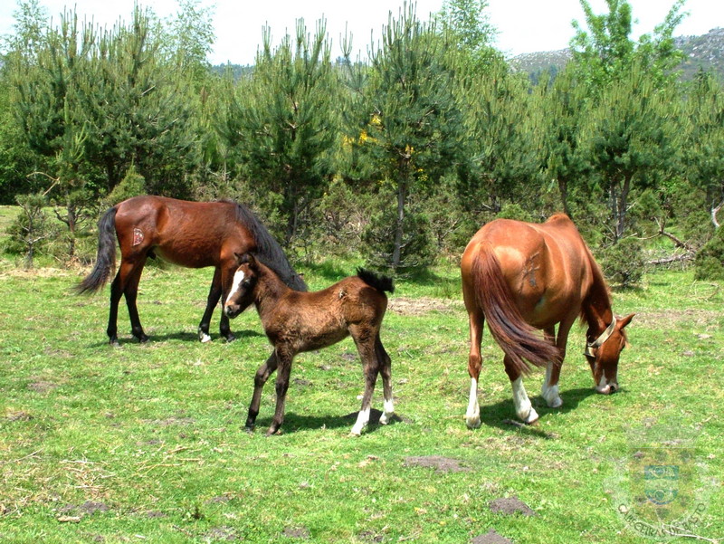 garranos na serra da cabreira.jpg
