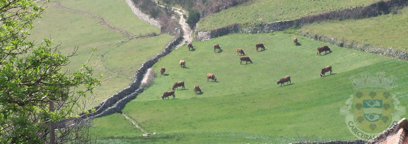 PAISAGENS RURAIS - RA€AS AUTàCTONES.jpg