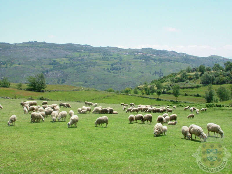 PAISAGENS RURAIS - RA€AS AUTàCTONES (1).jpg