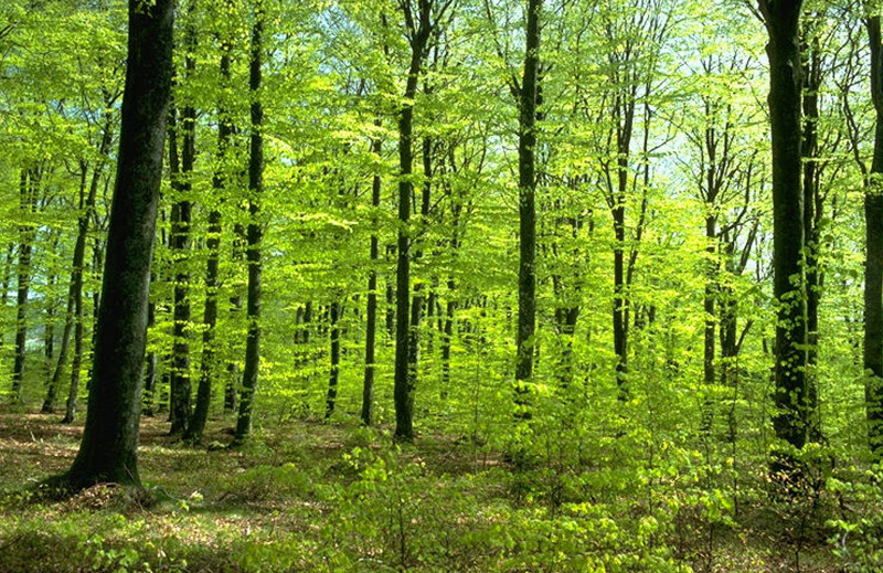 Leia mais sobre Cabeceiras de Basto dedica Semana à Floresta e ao Desenvolvimento Rural